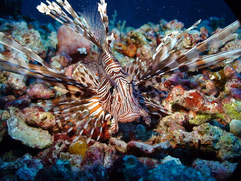 Layang Layang Dive Centre - Lion Fish.